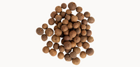 allspice