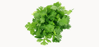 coriander