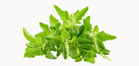 tulsi (holy basil)