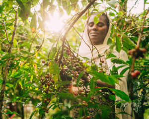 Single Origin Ethiopia