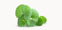 gotu kola