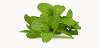 peppermint
