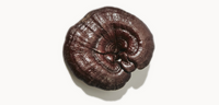 reishi mushrooms