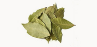 bay leaf