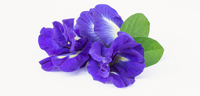 butterfly pea flower