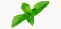 whole stevia leaf