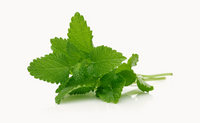 lemon balm