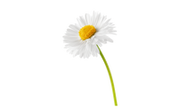 chamomile