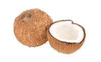 coconut