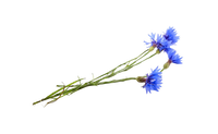 cornflower