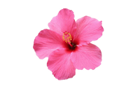 hibiscus