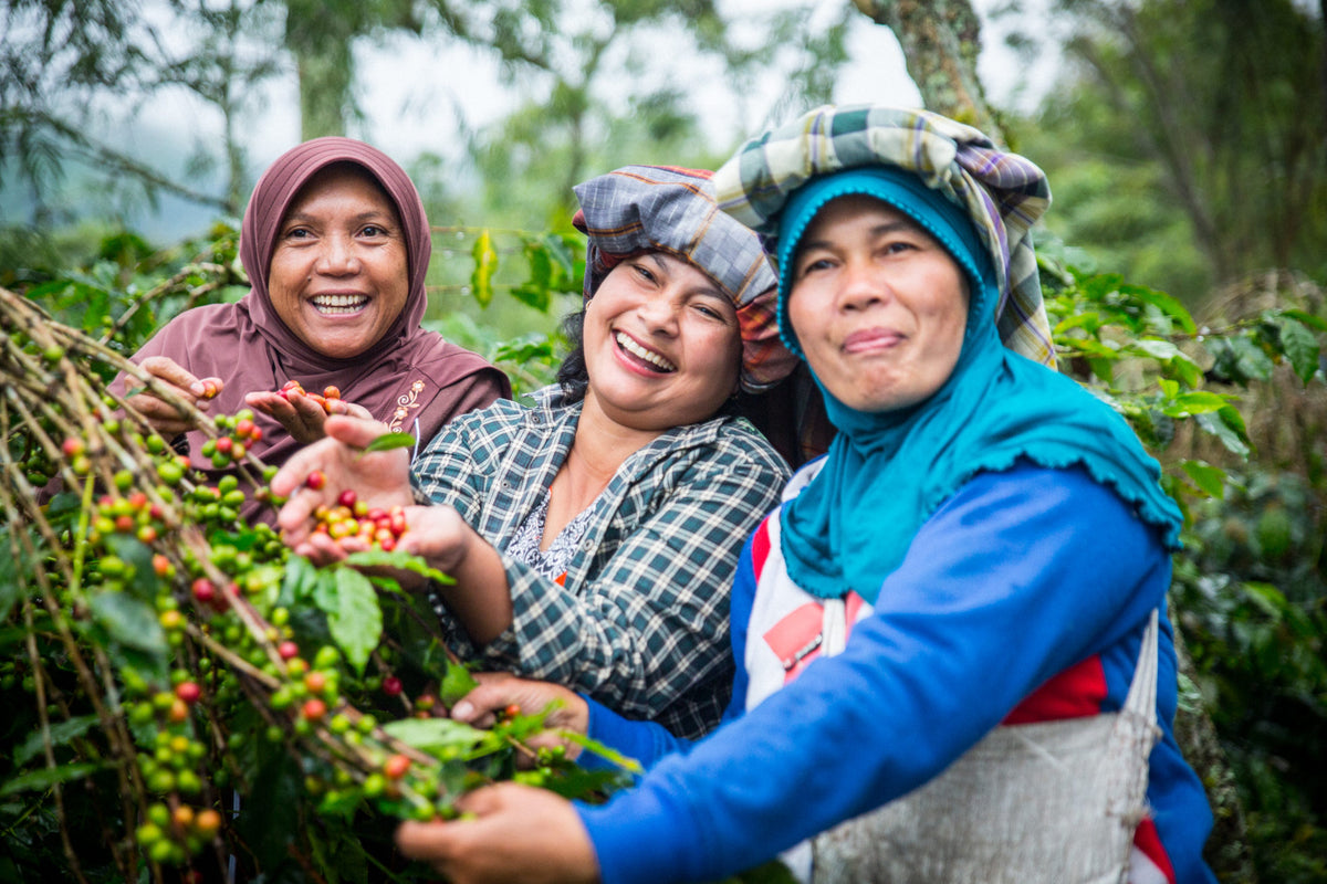 Single Origin Indonesia (Dark Roast)