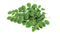 moringa