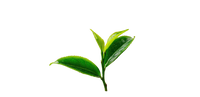 white tea